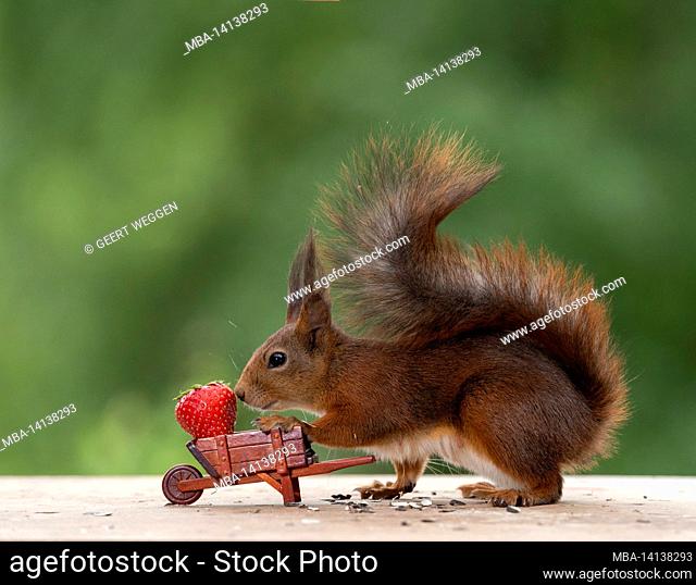 red squirrel is holding an wheelbarrow with strawberry