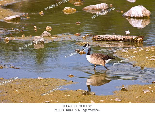 Nature - Fauna - Bird - Canada goose on a pool banks