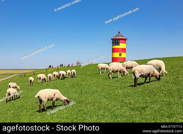 Sheep, Pilsum lighthouse, Pilsum, East Frisia