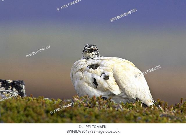 rock ptarmigan Lagopus mutus, in winter plumage