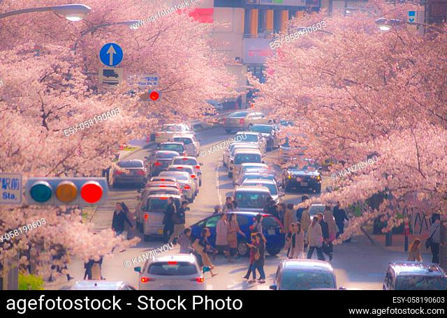 Cherry trees and traffic of Tama Plaza. Shooting Location: Yokohama-city kanagawa prefecture