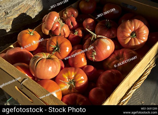 Tomatoes drying in the sun in a farm in the Alpujarra mountains, Sierra Nevada, near Granada, Spain, Europe