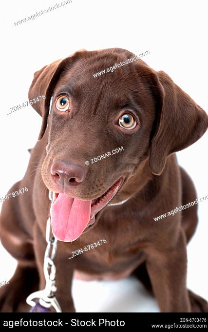 Chocolate labrador puppy on a brown background