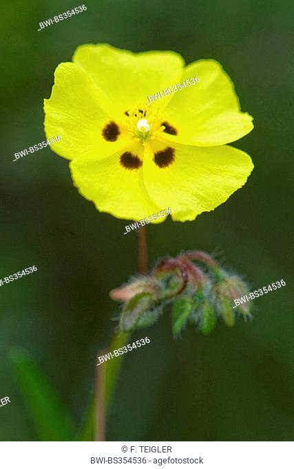 spotted rock-rose (Tuberaria guttata), flower