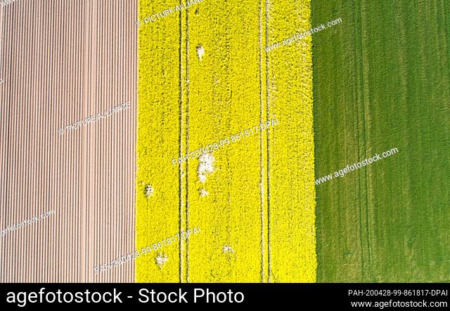 28 April 2020, Lower Saxony, Pattensen: An uncultivated field, a yellow rape field and a green field lie next to each other