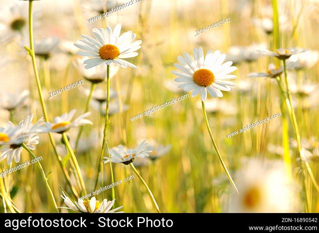 Daisies on a spring meadow at dawn