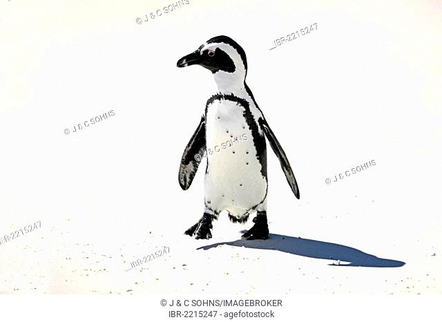 Jackass Penguin, African Penguin or Black-Footed Penguin (Spheniscus demersus), on the beach, walking, Boulder, Simon's Town, Western Cape, South Africa, Africa
