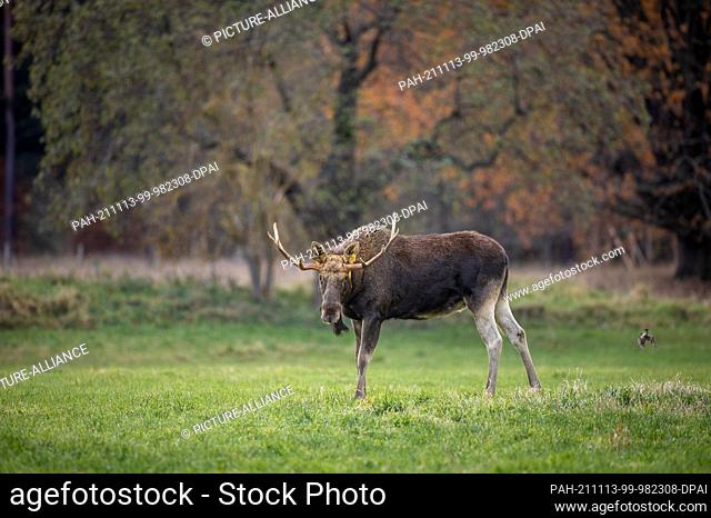 09 November 2021, Brandenburg, Dobbrikow: A moose stands in a meadow. For several years now, a single free-ranging bull moose has been roaming the meadows of...