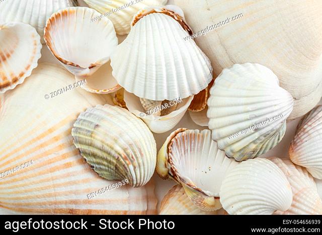 background of small shells beige shades on a white background