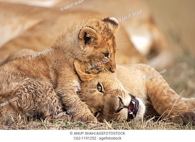 Lion (Panthera leo) cub aged about 4 months playing boisterously with an older cub aged about 9 months, Maasai Mara National Reserve, Kenya