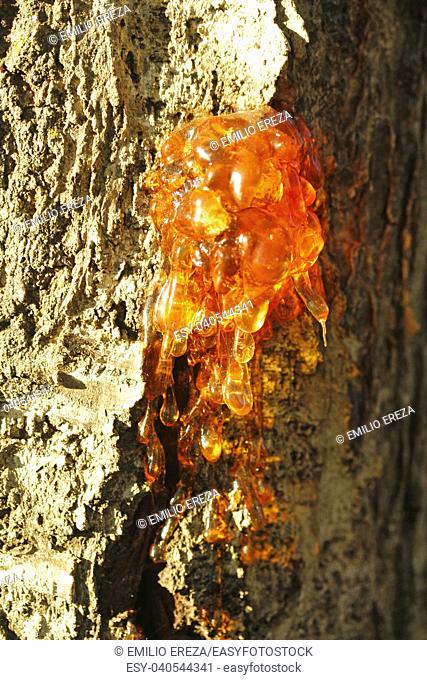 Gummosis. Resin on a cherry tree trunk