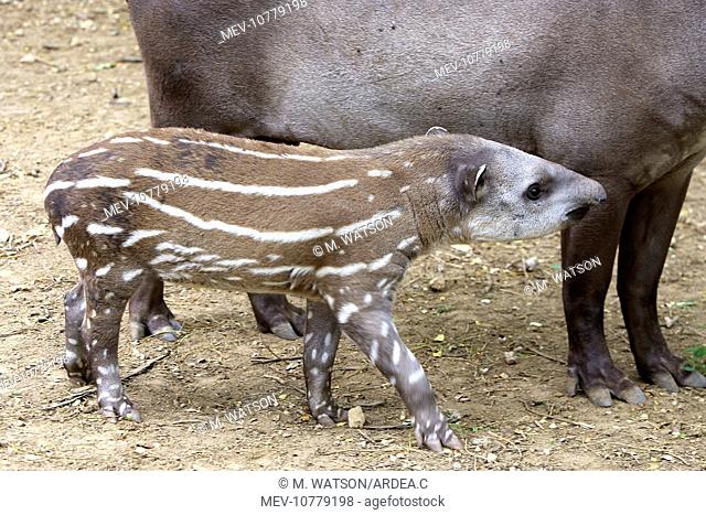 Lowland / Brazilian / Amazonian / South American Tapir (Tapirus terrestris)