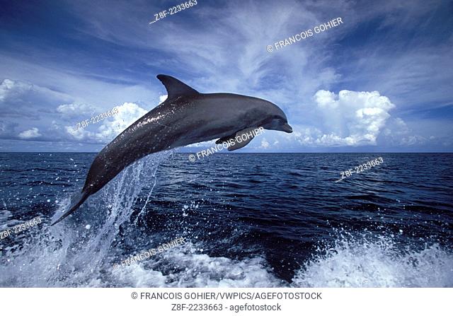 Bottlenose dolphin.Tursiops truncatus.Carribean. Off Roatan Island, Honduras, Central America
