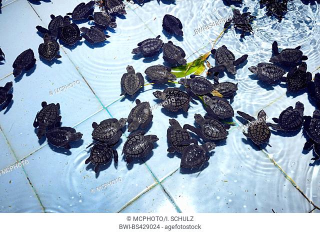 Olive ridley, Pacific ridley turtle, Olive ridley sea turtle, Pacific ridley sea turtle (Lepidochelys olivacea), one month old Pacific ridley turtles in a...