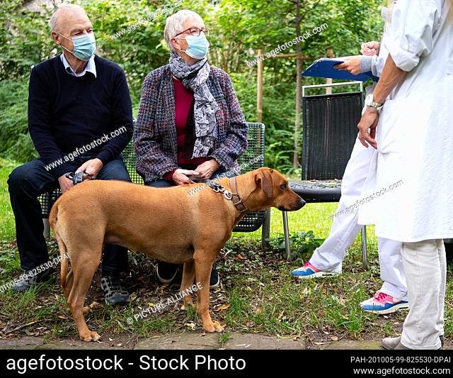 30 September 2020, Bavaria, Munich: Bini, a three-year-old Rhodesian Ridgeback bitch, comes to the small animal clinic of the Munich...