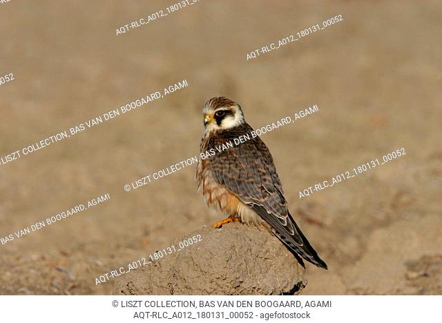 Falco vespertinus, Red-footed Falcon
