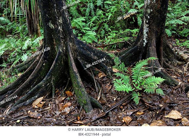 Tree trunks and tropical vegetation, near Anse des Cascades in Piton Sainte-Rose, Reunion, Africa