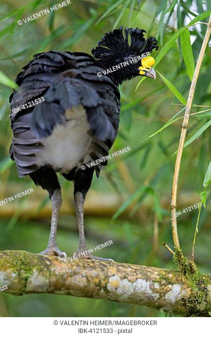 Great curassow (Crax rubra) on a branch in the rainforest, Tortuguero National Park, Costa Rica