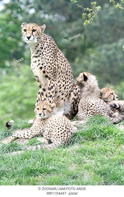 Cheetah 014