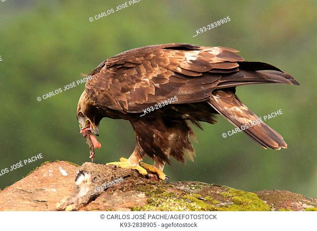 äguila Real (Aquila chrysaetos) en Extremadura, Spain