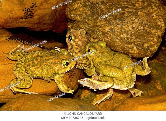 Couch's Spadefoots - Males competing to mate with one female (Scaphiopus couchii)