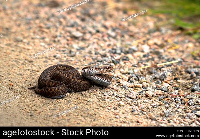 Brown female of Common European Adder, Vipera berus, lying on a dirt road facing right side. Picture from Mandal, Norway