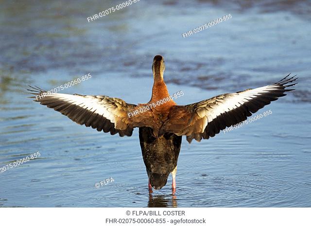 Red-billed Whistling-duck Dendrocygna autumnalis adult, flapping wings, standing in shallow water, South Padre Island, Texas, U S A , april