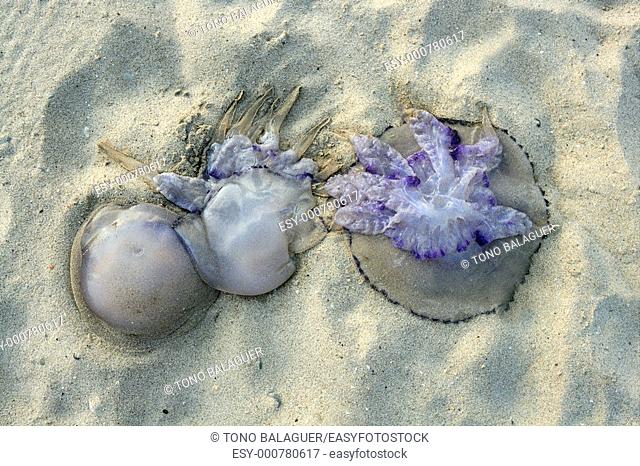 Dangerous jellyfish dead on beach shore sand in Mediterranean sea