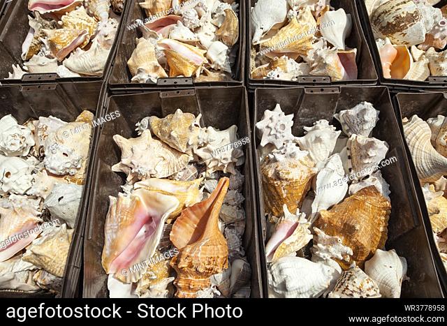 Bins of conch shells on a stall
