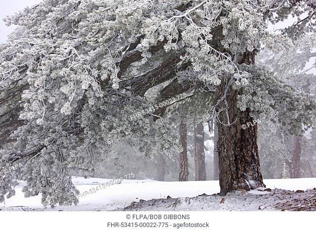 Black Pine Pinus nigra ssp pallasiana ancient forest, in snow and freezing fog, Troodos Mountains, Southern Cyprus