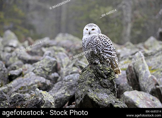 Snowy owl (Nyctea scandiaca), adult, alert, on rocks, in autumn, Bohemian Forest, Czech Republic, Europe