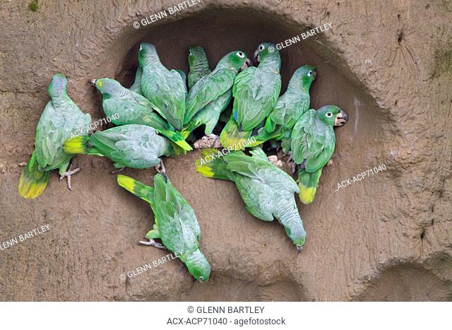 Yellow-crowned Amazon (Amazona ochrocephala) at a clay lick in Ecuador, South America