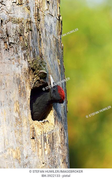 Black Woodpecker (Dryocopus martius), young bird looking out of the nest hole, Biebrza National Park, Poland