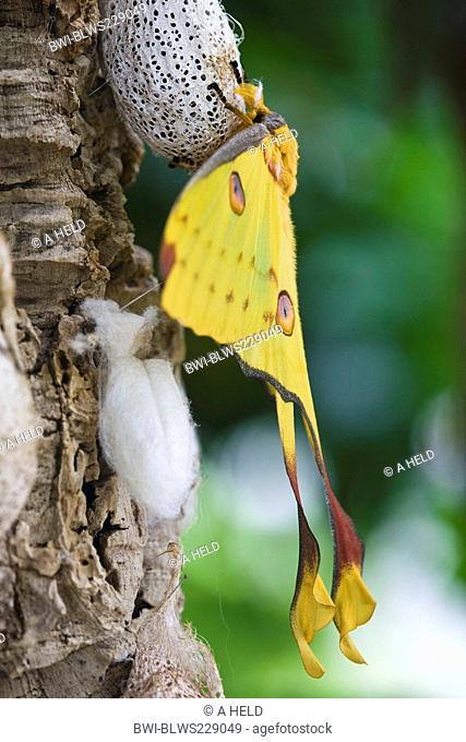 Madagascan moon moth Argema mittrei, sitting on one of several cocoons fixed at a trunk