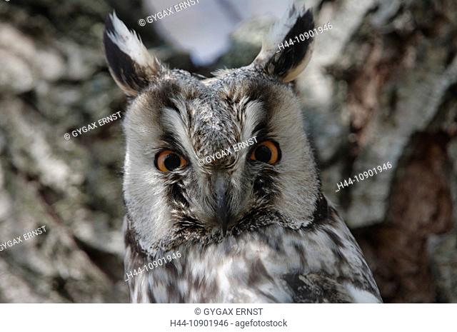 Austria, Burgenland, avian, owl, long-eared owl, forest, bird, birds, animal