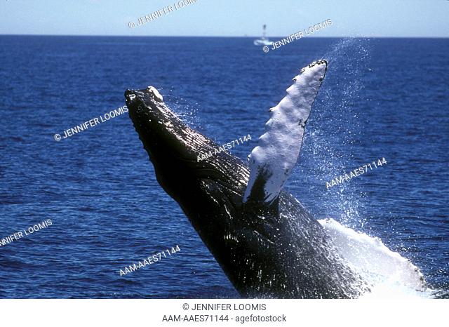 Breaching Humpback Whale (Megaptera novaeanglia) Stellwagen Bank