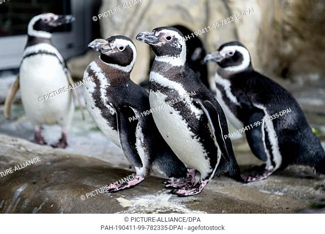 11 April 2019, Lower Saxony, Wilhelmshaven: The Magellanic penguins Berti (l-r), Ester, Verde and Rojo stand in their enclosure in the Aquarium Wilhelmshaven
