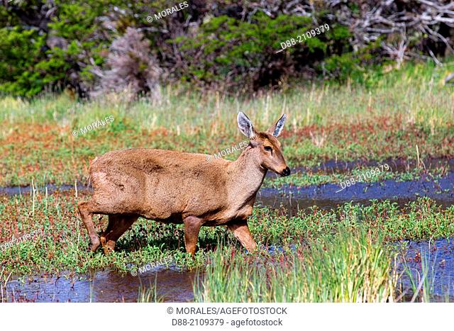 Chile, Patagonia, Magellan Region, Torres del Paine National Park, South Andean Deer (Hippocamelus bisulcus); adult female
