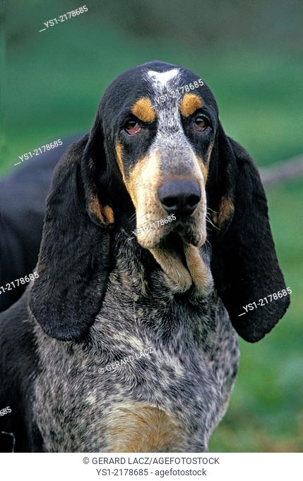 Little Blue Gascony Hound, Portrait of Dog