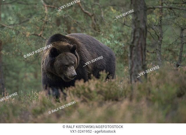 Brown Bear ( Ursus arctos ) walking, strolling, roaming through the undergrowth of a forest, impressive encounter, Europe