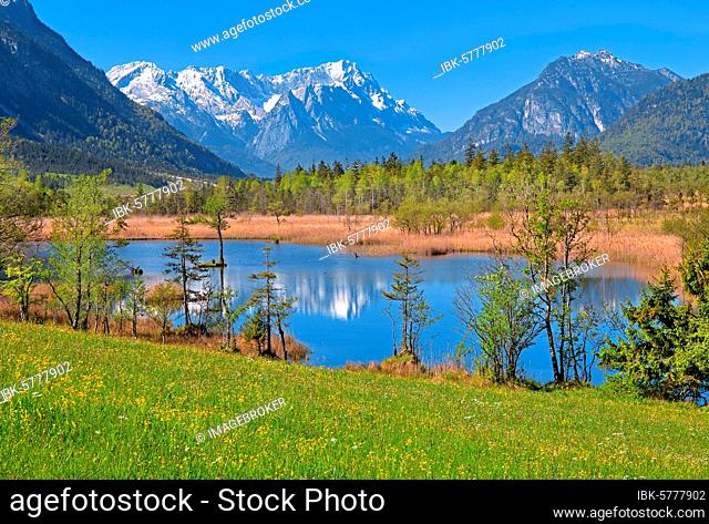 Moor landscape near the Seven Springs towards the Zugspitze massif in the Wetterstein range, Eschenlohe, Loisachtal, Das Blaue Land, Upper Bavaria, Bavaria