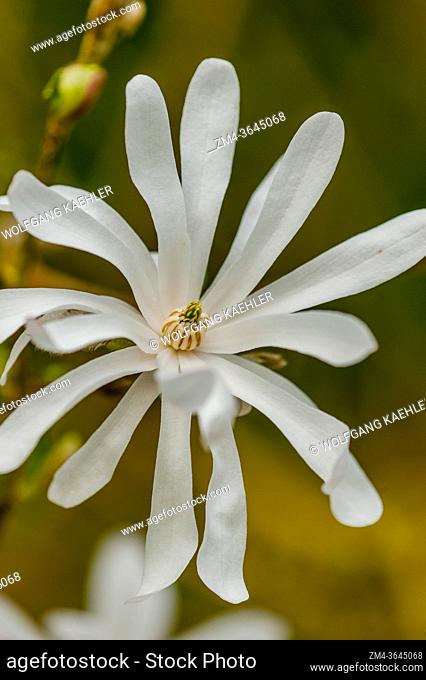 Close-up of a star magnolia flower in Bellevue, Washington State, USA