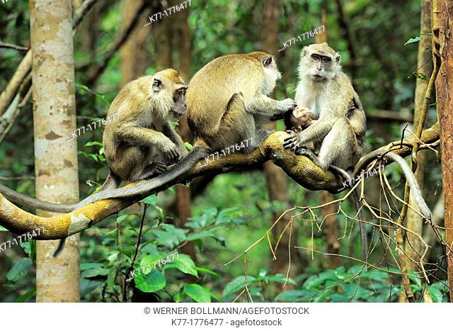 Long-tailed Macaques Macaca fascicularis, grooming, Tanjung Puting National Park, Province Kalimantan, Borneo, Indonesia