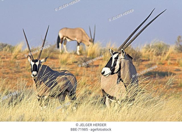 photo of two gemsboks with a third gemsbok in the background