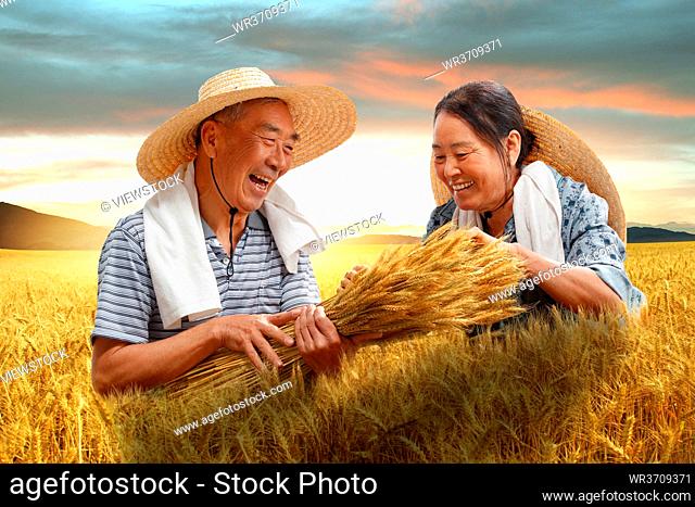 Farmers couples working in wheat field