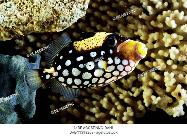 Clown triggerfish or Bigspotted triggerfish (Balistoides conspicillum), Balistidae, in aquarium