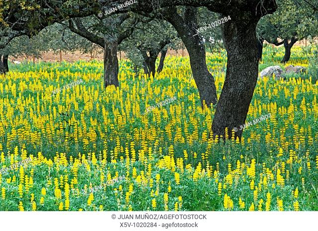 Meadow of oaks (Quercus ilex). Lupinus yellow rug. Extremadura. Spain