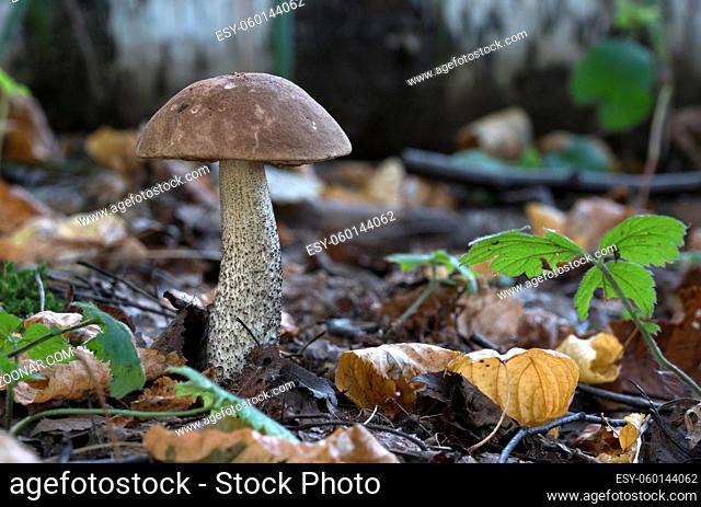 Edible mushroom in the forest on a sunny day, Leccinum scabrum