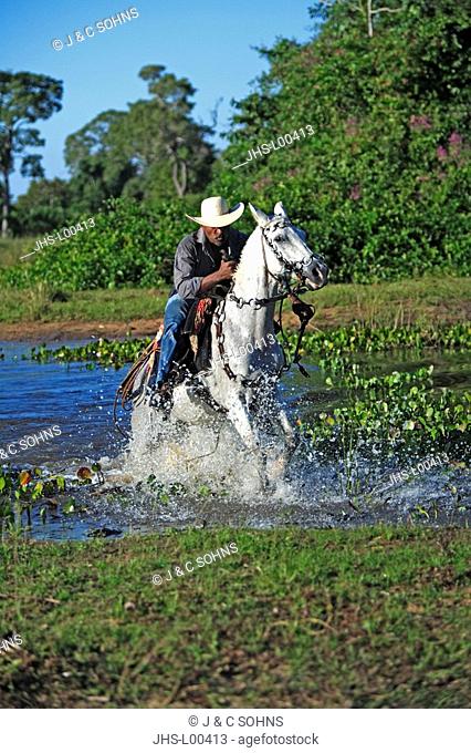 Pantanal Cowboy, Pantaneiro, Horse, Pantaneiro Horse, Pantanal, Brazil, riding, crossing water