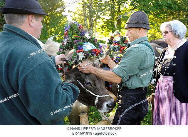 Decorating the leader of the herd with a floral wreath, Almabtrieb, cattle drive, Viehscheid, sorting of cattle in Pfronten, Ostallgaeu, Allgaeu, Swabia